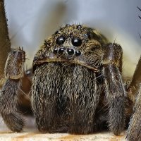 . :: Игорь Осипов