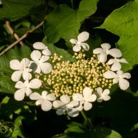 Калина цветёт... :: Николай Гирш