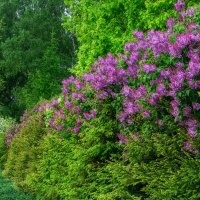 Май :: Владимир Колесников