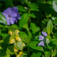 Под сенью леса... :: Владимир Жданов