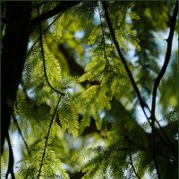 В тени :: Наталья Rosenwasser