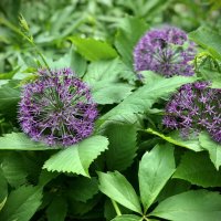 Луки :: Любовь 