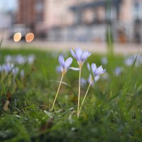 В последние хмурые дни придорожных крокусов. :: Анатолий Щербак