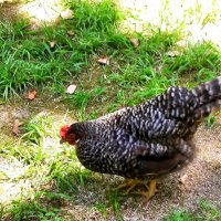 КУРОЧКА РЯБА :: Tata Wolf КУРОЧКА РЯБА :: Tata Wolf