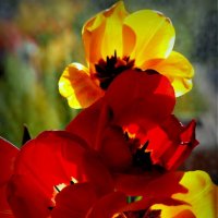 Горят рубином, греют янтарём :: Юрий Велицкий