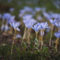 В последние хмурые дни придорожных крокусов. :: Анатолий Щербак