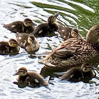 Утята :: Сапсан Утята :: Сапсан