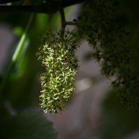 Цветы винограда)) :: Татьяна Евдокимова