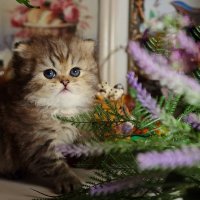 Мальчик перс. :: Оля Богданович Мальчик перс. :: Оля Богданович