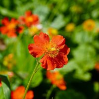 В Аптекарском огороде :: Татьяна Тюменка