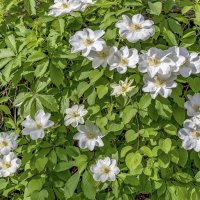 Клематис guernsey cream :: Валерий Иванович