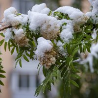 Природа в Сибири продолжает чудить! 29.05.2025г. :: Вадим Басов Природа в Сибири продолжает чудить! 29.05.2025г. :: Вадим Басов