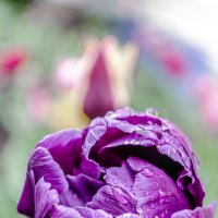 Красавец :: Андрей Щетинин