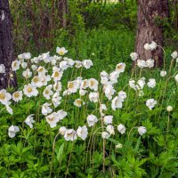 Весна :: Петр 