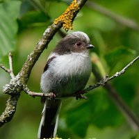 Молодой ополовник :: Лина Молодой ополовник :: Лина