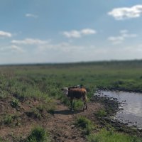 Степь :: Андрей Хлопонин