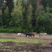 На выпасе. :: Ольга 