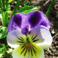 Нежная красавица :: Людмила Смородинская