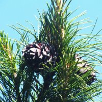 На кедре шишечки растут :: Людмила Смородинская