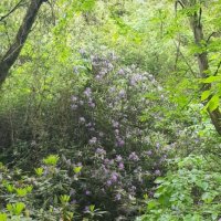 РОДОДЕНДРОНОВЫЙ ДЕС :: Tata Wolf РОДОДЕНДРОНОВЫЙ ДЕС :: Tata Wolf