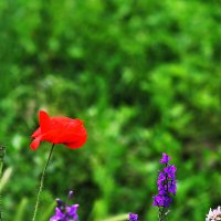 Мак цветёт :: Юрий Гайворонскiий