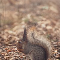 * :: Svetlana Galvez