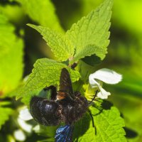 Пчела-плотник :: Игорь Сикорский Пчела-плотник :: Игорь Сикорский