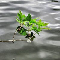 Элегия :: Галина Шеина-Мюльдорфер