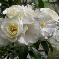 Белые розы :: Татьяна Смоляниченко Белые розы :: Татьяна Смоляниченко