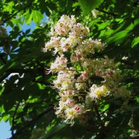 май :: Елена Шаламова