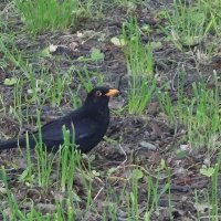 Чёрный дрозд :: Рита Симонова