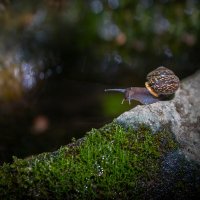 **** :: Елизавета .