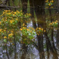 Мой город - МАЙ Цветы :: Владимир Максимов Мой город - МАЙ Цветы :: Владимир Максимов