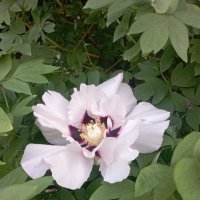 ***** :: Елена Семигина