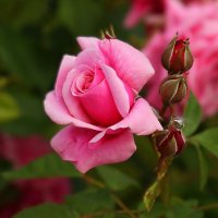 Доброе утро :: Юрий. Шмаков