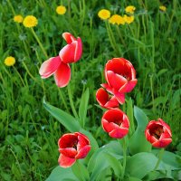 *** :: Светлана 