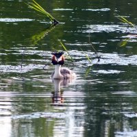 Чомга :: Зоя Мишина