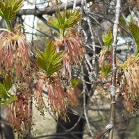 Это было недавно... :: Галина Минчук
