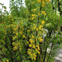 Это было недавно... :: Галина Минчук