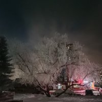 сказочное дерево :: Андрей Петренко сказочное дерево :: Андрей Петренко