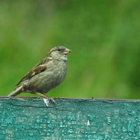 птичка..., на Юпитер 21М... :: Андрей Катков птичка..., на Юпитер 21М... :: Андрей Катков