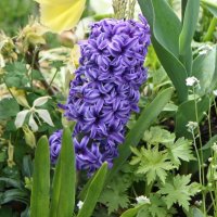 Гиацинт :: ZNatasha -