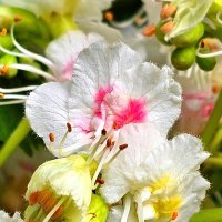 Каштановый коктель :: Галина Левина