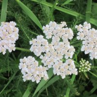 Белые на зелёном :: Дмитрий Никитин