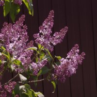 Сирень :: Сергей Швечков