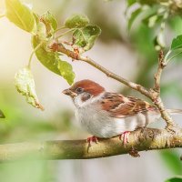 Воробей :: Alex Bush