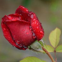 ...а просто майский дождь прошел.... :: Надежда Куркина 