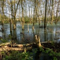 Заповедный край... :: Николай Гирш Заповедный край... :: Николай Гирш