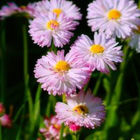 Маргаритки :: Наталья Лакомова Маргаритки :: Наталья Лакомова