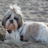 Собака-копака :: Андрей Николаевич Незнанов